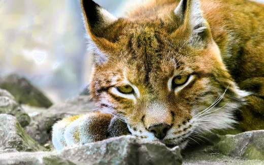 1754077 (a): :1920x1200